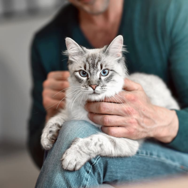 Cat at Pet Boarding for Cats & Dogs in Leighton Vet