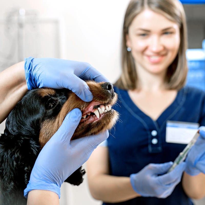 Veterinary Dentist in Leighton, Cat & Dog Dentist Vet