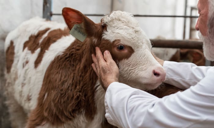 Welcome to All Animal Clinic | North Alabama Vet