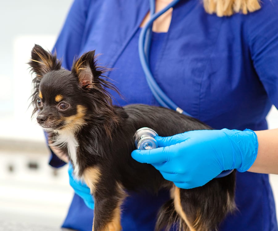 home visit veterinarians near me - Rozella Linton