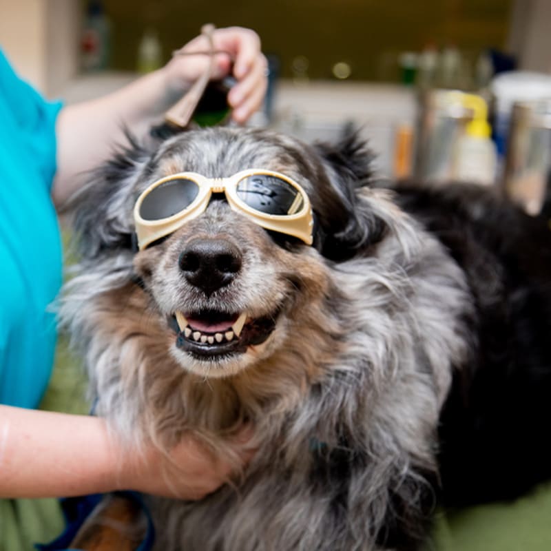 Cold Laser Therapy, Leighton Veterinarians
